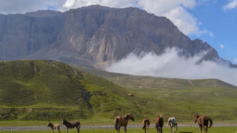 أحصنةٌ في جبل شهداغ خلال فصل الصيف. 