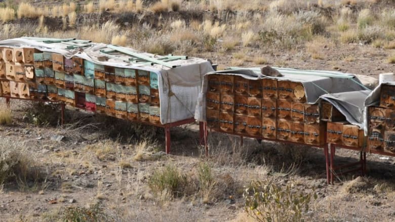 ما هي الخطة التي يعتمدها مربو النحل في السعودية لزيادة إنتاج العسل؟	