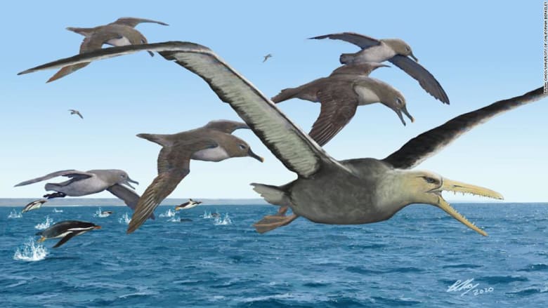 دراسة: أحفورة بالقطب الجنوبي قد تعود لأكبر طائر على الإطلاق