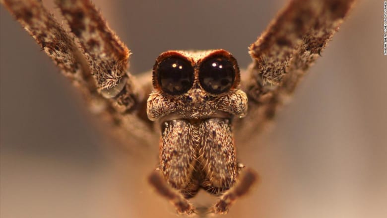 شاهد ما حدث عندما وضع باحثون أقطابا كهربائية في جسم عنكبوت