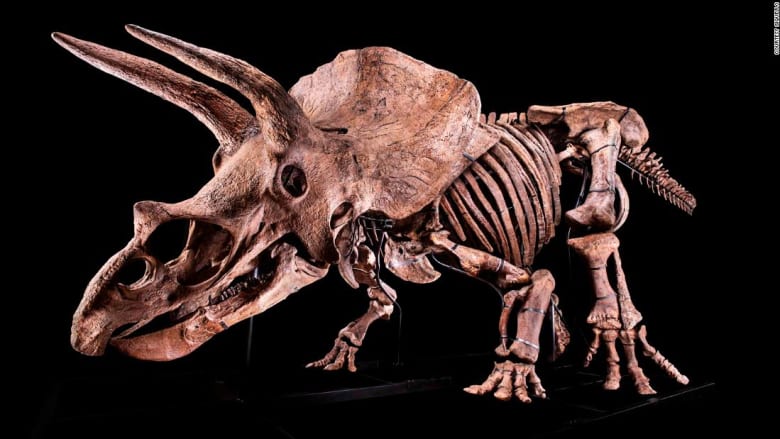 أكبر ديناصور ثلاثي القرون معروض للبيع.. كم يقدر ثمنه؟