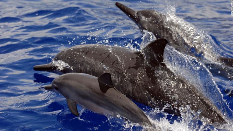هاواي تحظر السباحة مع الدلافين الدوارة.. ما السبب؟