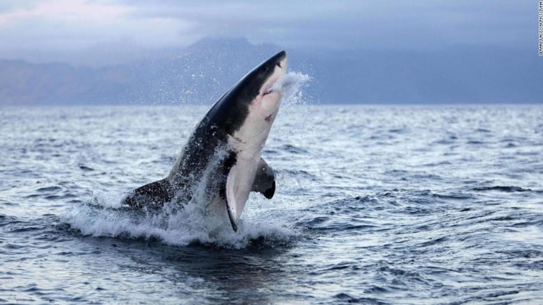 إليك السبب الحقيقي وراء عضّ أسماك القرش البيضاء للبشر