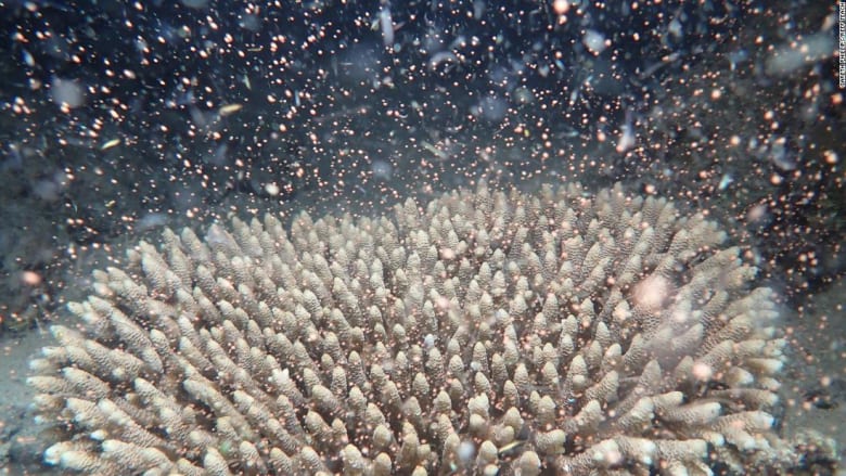 تكاثر "ساحر" للشعاب المرجانية في الحاجز المرجاني العظيم بأستراليا