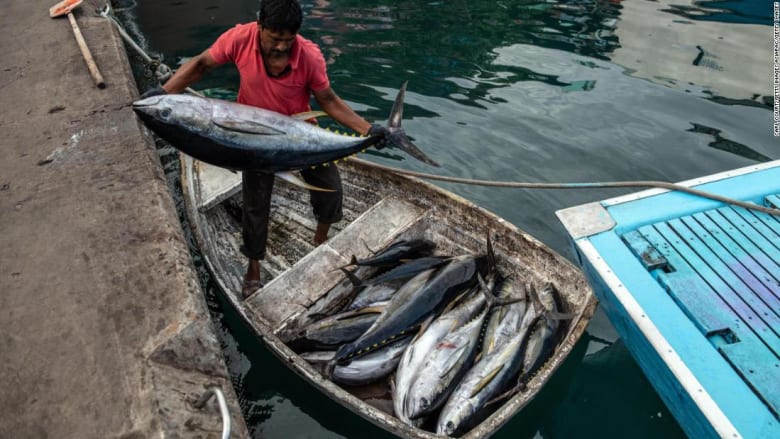 تقليد صيد عريق في جزر المالديف يحمي سمك التونة من الانقراض
