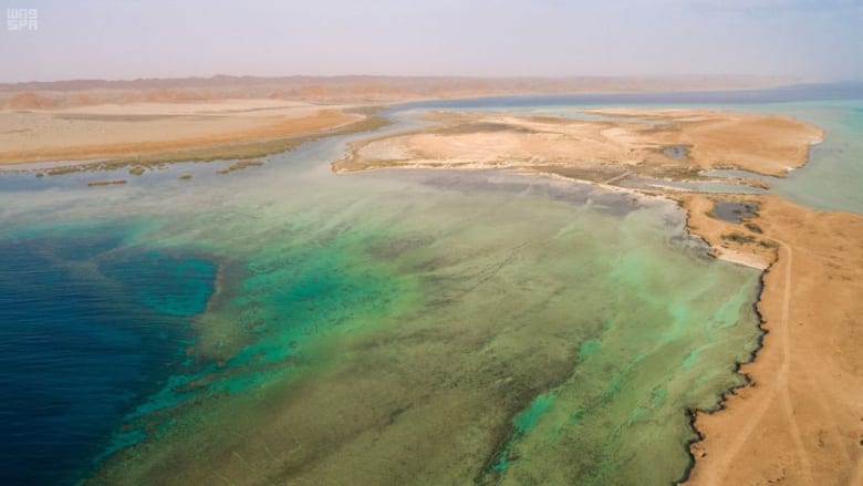 بالسعودية.. اكتشاف عظام سحلية بحرية ضخمة عمرها 80 مليون عام بموقع مشروع "أمالا"