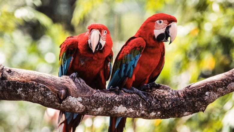 أكبر حديقة للطيور في آسيا تقرر إغلاق أبوابها..ما السبب؟