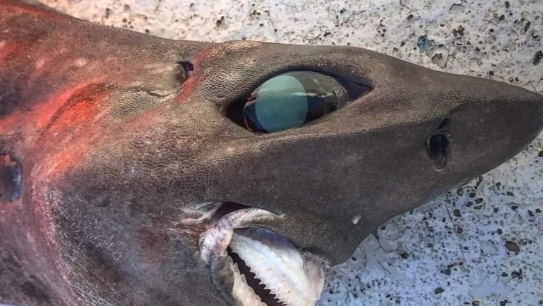 بأستراليا.. صيّاد يُثير دهشة مستخدمي الإنترنت بسمكة قرش غريبة الشكل