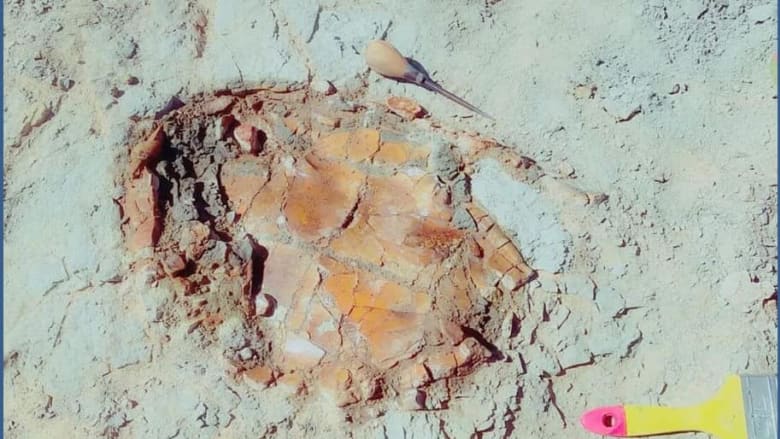 اكتشاف حفرية سلحفاة نهرية عمرها يتجاوز 70 مليون عاما بمصر