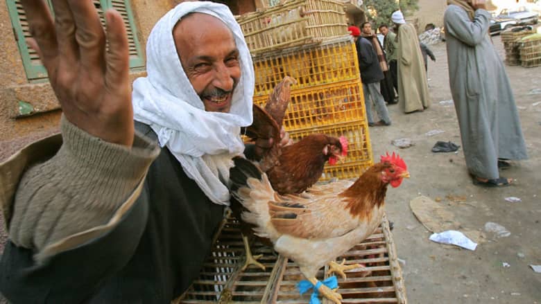 ذعر "أنفلونزا الطيور" يتجدد بمصر والحكومة تعلن رصد 370 "بؤرة إصابة" خلال 2015