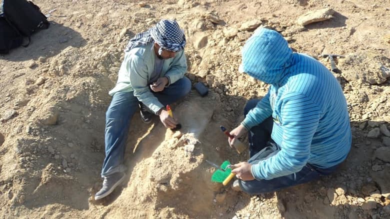.اكتشاف عظام لأكبر سلحفاء بحرية يرجع تاريخها لأكثر من 70 مليون عام بالصحراء الغربية