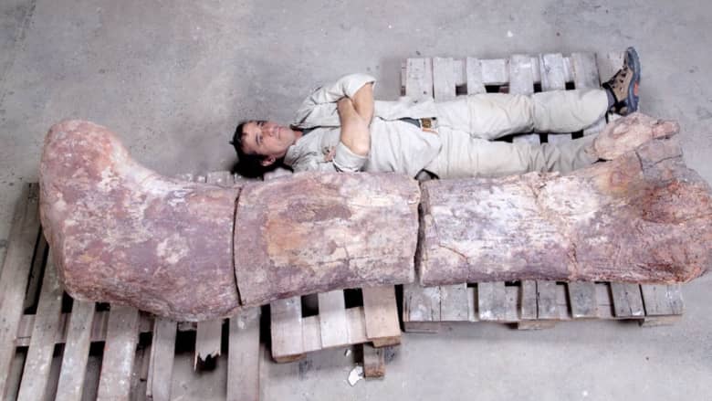 اكتشاف بقايا ديناصورات متحجرة تعود إلى 140 مليون سنة