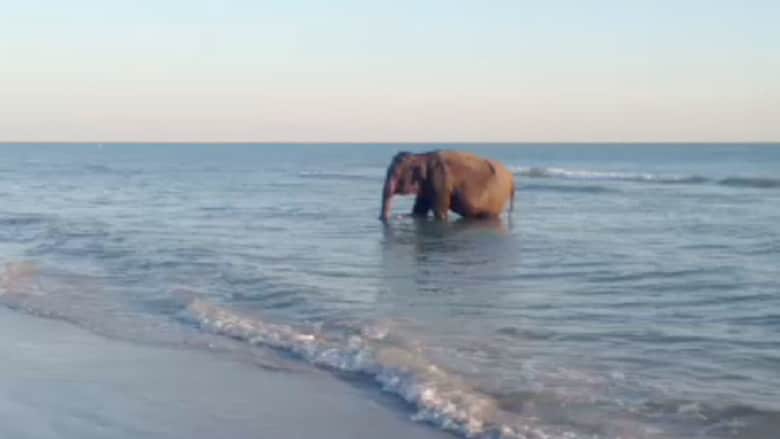 فيل يستحم بالمحيط وبطة بطول 40 قدما
