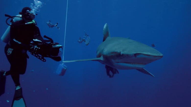 رجل يغوص مع أسماك القرش لكسب قوت يومه