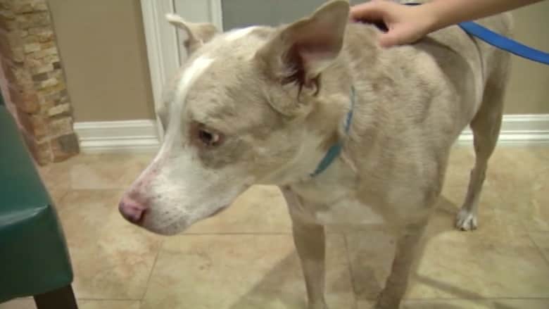 بالفيديو.. مشروع مدرسي ينتهي بمعدة كلب وصور الأشعة تنقذ الطالبة