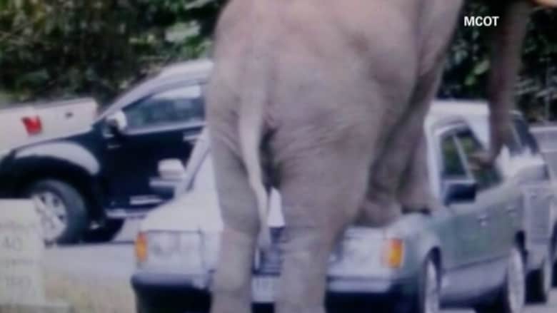 فيل يهاجم سيارة.. لحظة رعب يعيشها الركاب