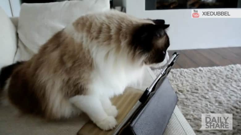 شاهد قطا يحاول تغيير فيديو عصافير على الآيباد
