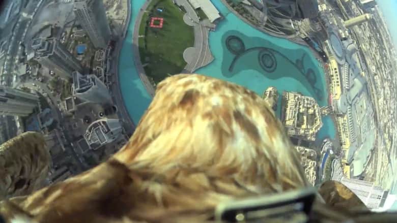 شاهد.. نسر يحطم الرقم القياسي بالتحليق من “برج خليفة” الأعلى في العالم
