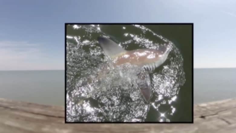 بالفيديو.. شرطة تحذر صيادا أمسك بسمكة قرش كبيرة
