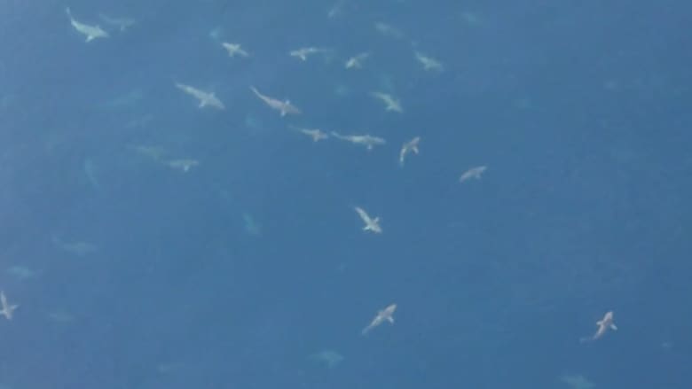  شاهد بالفيديو.. رصد المئات من أسماك القرش قبالة سواحل لويزيانا