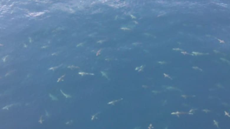 بالفيديو.. أسماك القرش هجرة بالمئات خلف الأسماك الأخرى