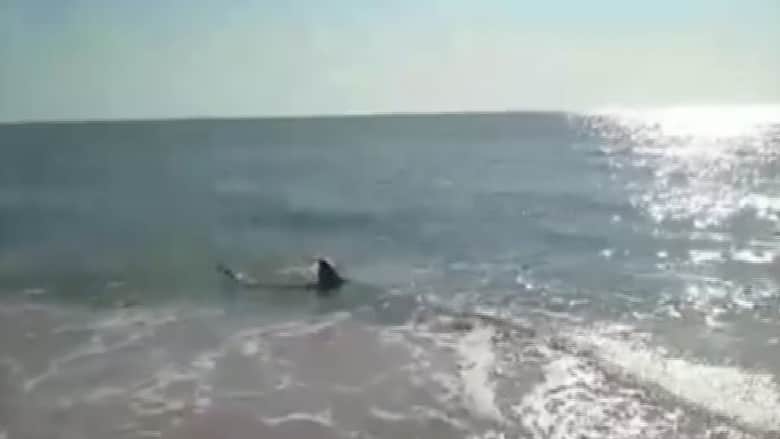 شاهد بالفيديو .. قرش عملاق في مياه ضحلة على شاطئ شعبي