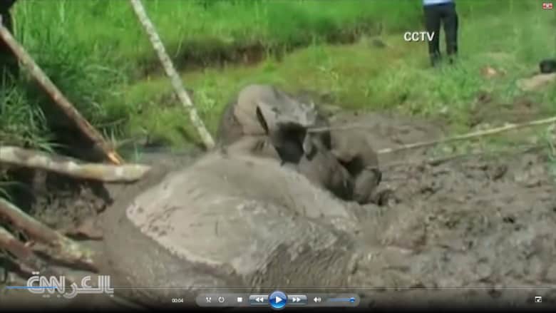 هكذا تتعقد مهمة المنقذين .. شاهد إنقاذ فيل علق في الوحل؟