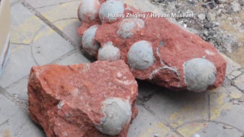 بالفيديو.. عمال بناء يعثرون على العشرات من بيض الديناصورات بالصين