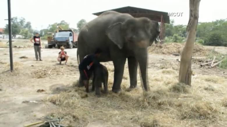 بالفيديو.. أنثى فيل تضع مولودها أمام زوار حديقة للحيوان بتايلاند