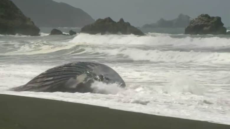  بالفيديو.. الأمواج تجرف حوتًا نافقًا عملاقًا على أحد شواطئ كاليفورنيا