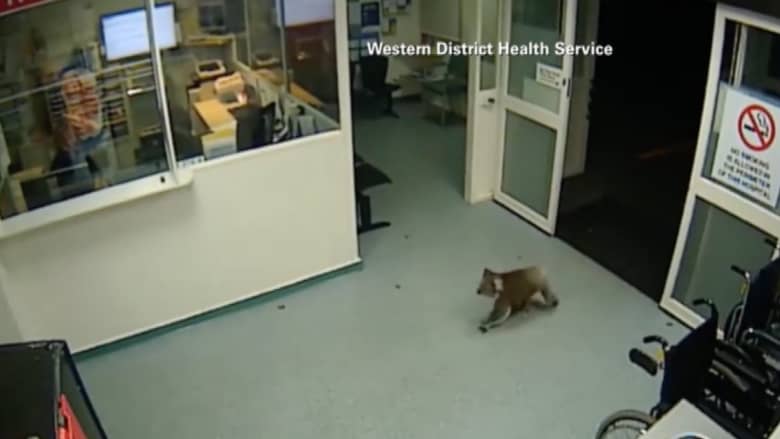 بالفيديو.. دب كوالا يتجول ليلاً داخل مستشفى في أستراليا