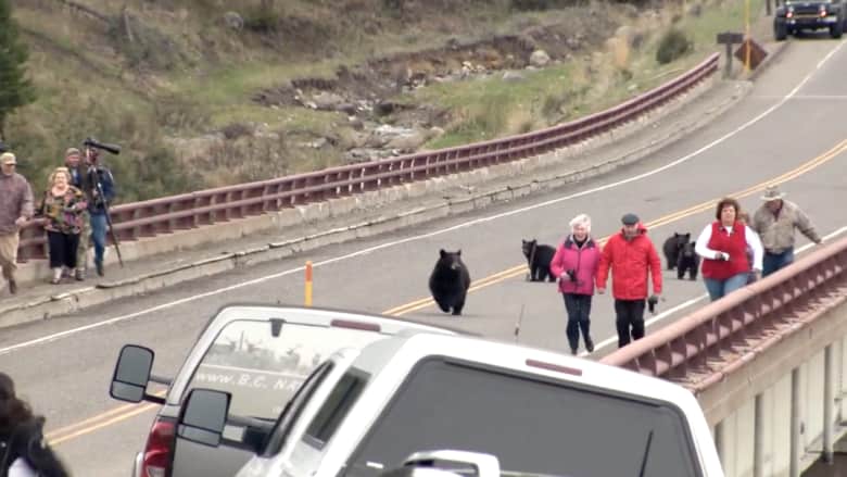 بالفيديو.. أنثى دب تطارد سياحا في مونتانا