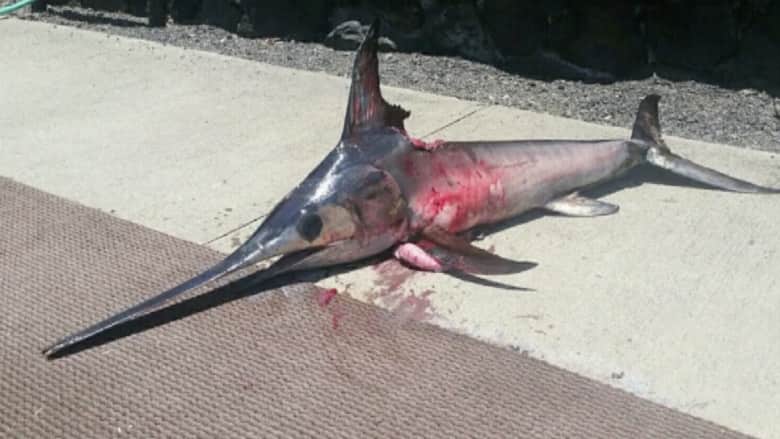 بالفيديو.. سمكة تصطاد صيادها في هاواي وتتركه جثة عائمة