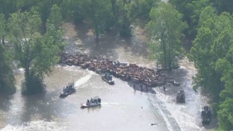 بالفيديو.. رعي الأبقار بالقوارب.. تقليد جديد فرضته فيضانات تكساس 