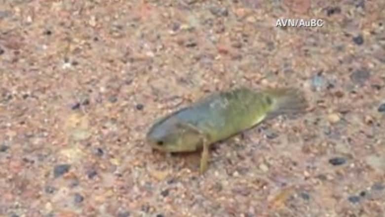 بالفيديو.. سمكة تسير على اليابسة تثير الرعب في أستراليا