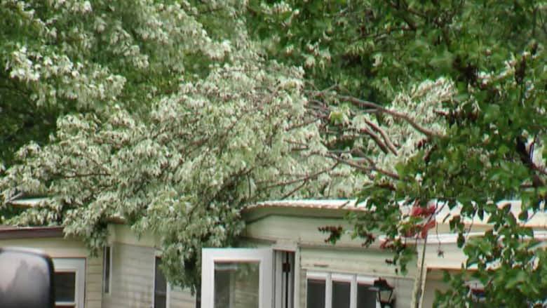 بالفيديو.. شجرة عملاقة تسقط على منزل وتقتل صاحبه في بنسلفانيا
