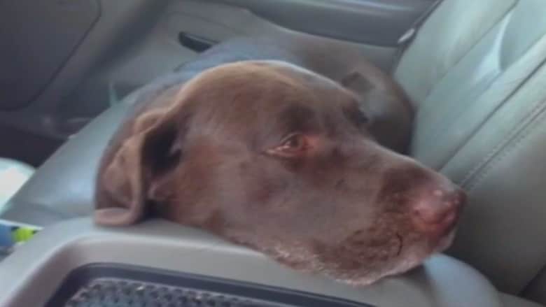 بالفيديو.. عقوبة تنتظر سيدتين بأمريكا تركتا كلبيهما لدقائق بالسيارة