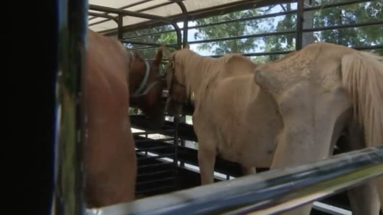 بالفيديو.. زوجان يحتجزان عشرات الخيول حتى الموت في تكساس