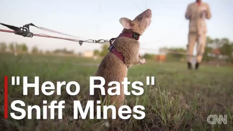 بالفيديو.. فئران تتفوق على البشر في كشف الألغام الأرضية