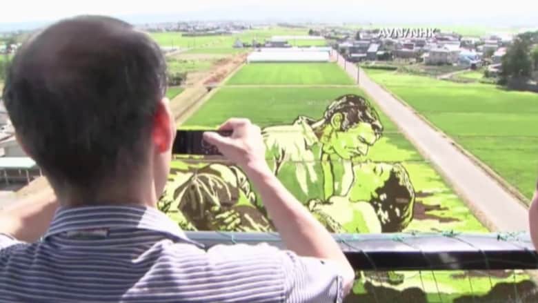 بالفيديو.. لوحات يابانية عملاقة في حقول الأرز تحفز الاقتصاد المحلي 