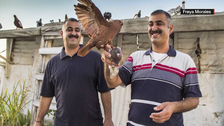 "كشاش حمام" .. قصة توأم أردنيين يربيان الحمام بمنزلهما منذ 25 عاما