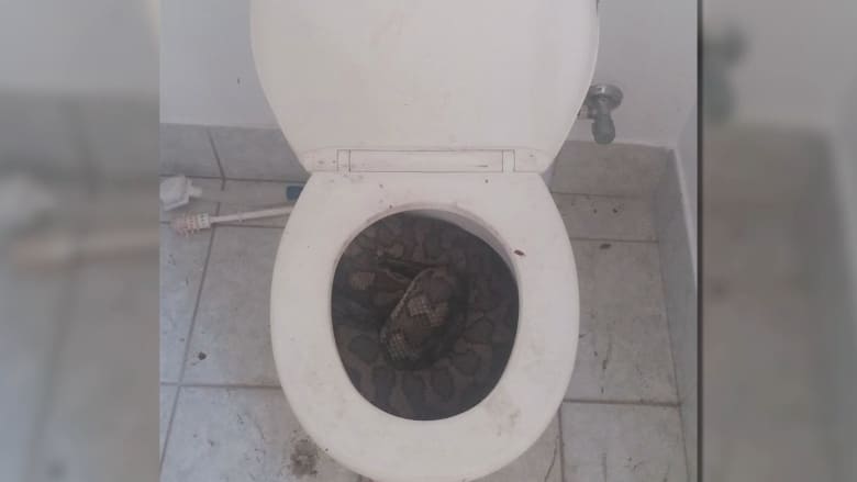 مشهد مرعب.. أسترالي يعثر على ثعبانين في مقعد مرحاض حمامه