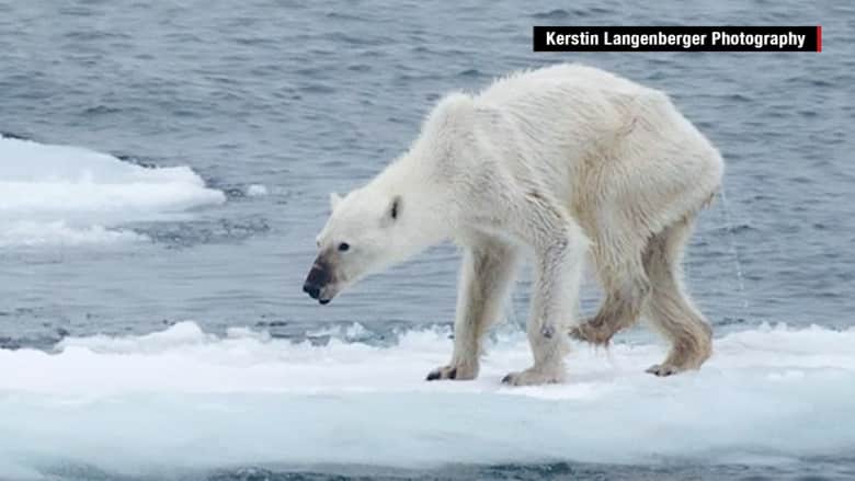 شاهد.. صورة لدب قطبي هزيل تثير الجدل على مواقع التواصل الاجتماعي