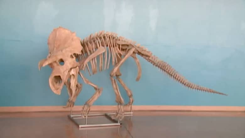 بالفيديو.. اكتشاف نوع جديد من الديناصورات العاشبة