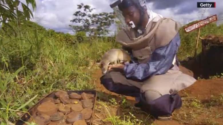 بالفيديو.. الجرذان في مواجهة حقول الألغام