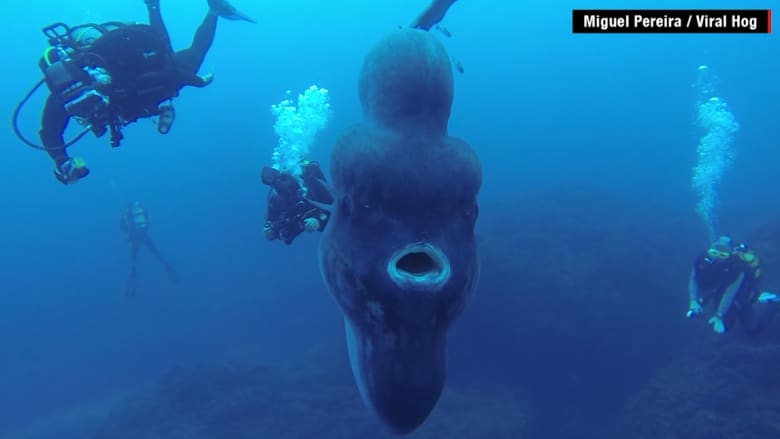 بالفيديو: غواصون يلتقطون مشاهد مذهلة لـ “سمكة الشمس” من أعماق المحيط