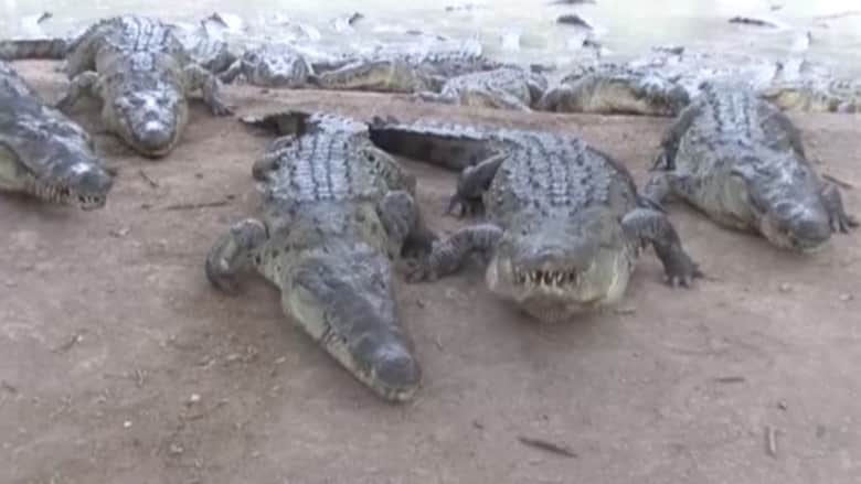 بالفيديو.. نفوق أكثر من 200 تمساح جوعاً نتيجة حرب المخدرات