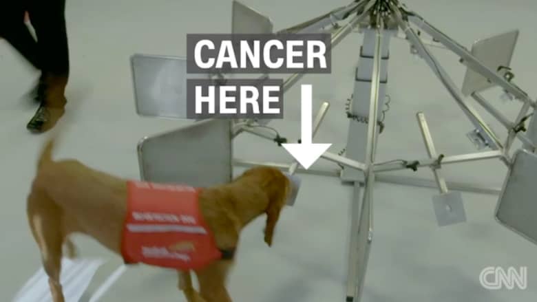 بالفيديو: هل يمكن للكلاب أن تشم رائحة السرطان؟