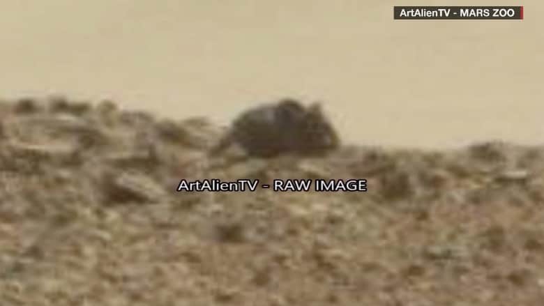 بالفيديو.. ما حقيقة صورة فأر على سطح المريخ؟