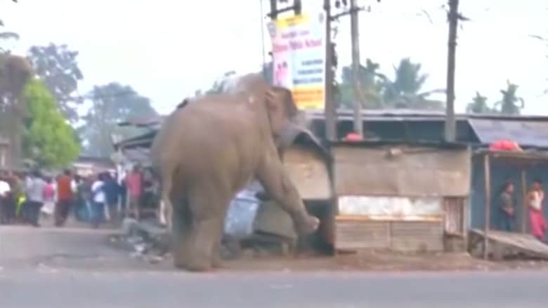 فقط في الهند.. فيل غاضب يدمر 100 منزل ومتجر